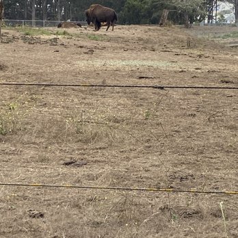 Golden Gate Park Bison - Bison - Local Flavor Near Me - San Francisco, California
