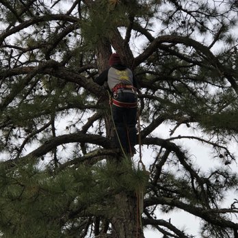 Felix Tree Expert - Tree Services Near Me - Franklin, North Carolina