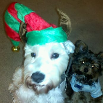 PetSmart - Merry Christmas 2011 - Pet Groomers Near Me - Palmdale, California PetSmart - Merry Christmas 2011 - Pet Groomers Near Me - Palmdale, California