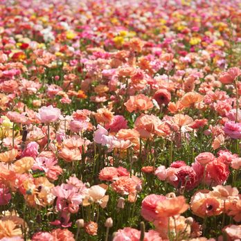 The Flower Fields - Venues & Event Spaces Near Me - Carlsbad, California The Flower Fields - Venues & Event Spaces Near Me - Carlsbad, California