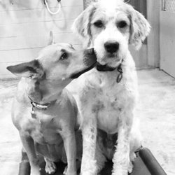 Camp Bow Wow Eatontown - Did I tell you how much I "ruff" you?