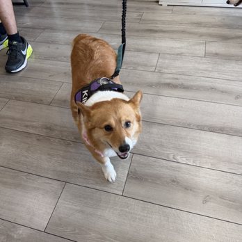 BubbLA Pet Salon - Pet Groomers Near Me - West Covina, California