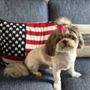 Photo of Adorable Grooming By Debbie