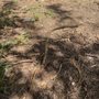 Photo of Cruz Tree Service & Landscaping