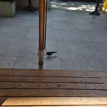Bouchon Bakery - That bird flew off after getting crumbs from my bench-table. - Bakeries Near Me - Yountville, California Bouchon Bakery - That bird flew off after getting crumbs from my bench-table. - Bakeries Near Me - Yountville, California