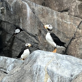 Alaska Sealife Center - And more puffins! - Tours Near Me - Seward, Alaska