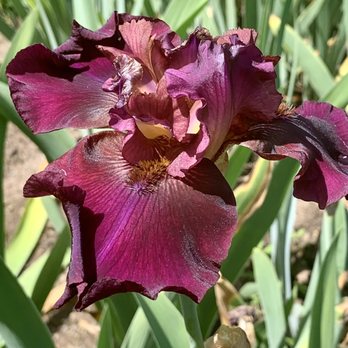 Presby Memorial Iris Gardens - Unfiltered pic! - Home & Garden Near Me - Montclair, New Jersey Presby Memorial Iris Gardens - Unfiltered pic! - Home & Garden Near Me - Montclair, New Jersey