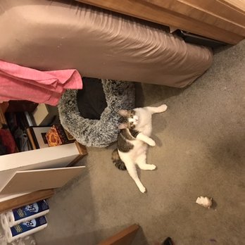Walgreens - Nyla, my new kitty 2021 - Drugstores Near Me - Traverse City, Michigan