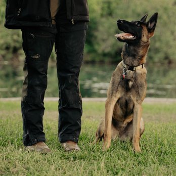 Cowboy K9 Academy - Pet Training Near Me - Georgetown, Texas