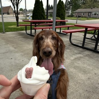 Frosty Treat - Dog ice cream - Ice Cream & Frozen Yogurt Near Me - Jenison, Michigan Frosty Treat - Dog ice cream - Ice Cream & Frozen Yogurt Near Me - Jenison, Michigan