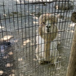 Alpaca Alpaca