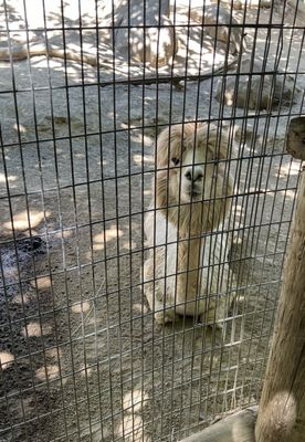 Applegate Park Zoo, 1045 W 25th St, Merced, CA 95340, US