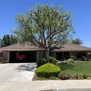 Mario's Tree Services - Tree Pruning - Tree Services Near Me - Bakersfield, California