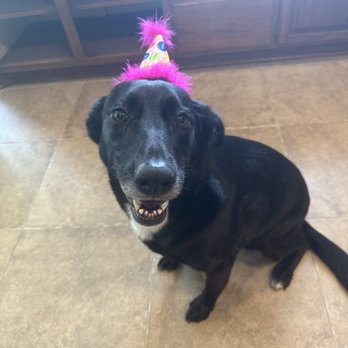 Barking Dog Bakery - Party hat - Pet Stores Near Me - Oklahoma City, Oklahoma