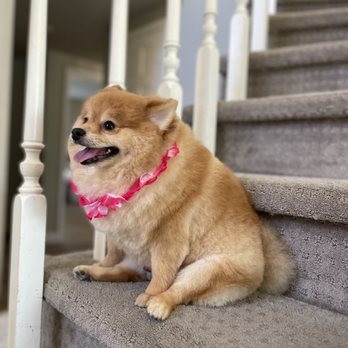Johnny's Doghouse - Cute Pom cut! Thanks to Vincent for a great job grooming Chewy! - Pet Groomers Near Me - Tempe, Arizona