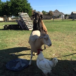Evans Feed & Livestock Supply - Sheep Wrestling.