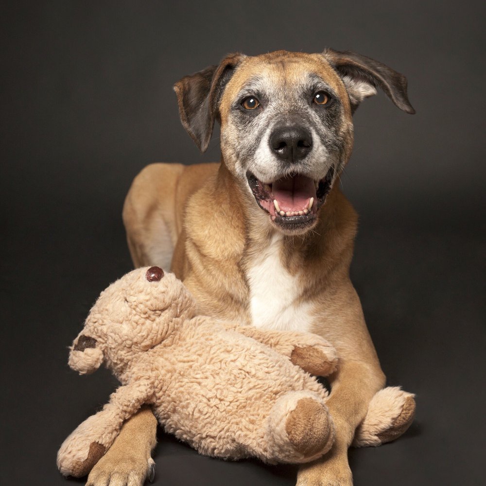 Amherst Veterinary Hospital - Gracie - Pet Stores Near Me - Vancouver, British Columbia Amherst Veterinary Hospital - Gracie - Pet Stores Near Me - Vancouver, British Columbia