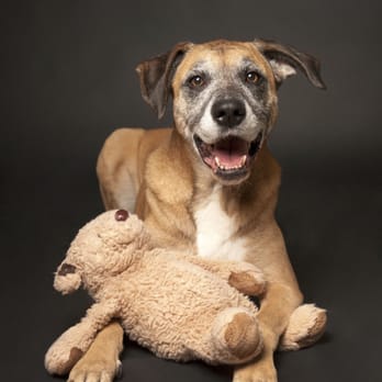 Amherst Veterinary Hospital - Gracie - Pet Stores Near Me - Vancouver, British Columbia Amherst Veterinary Hospital - Gracie - Pet Stores Near Me - Vancouver, British Columbia
