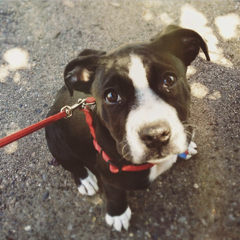 So Phetch Philly - Dog Walkers Near Me So Phetch Philly - Dog Walkers Near Me