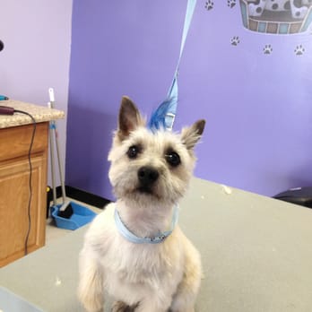 Fancy Dog Pet Salon - Pet Groomers Near Me - Tinley Park, Illinois Fancy Dog Pet Salon - Pet Groomers Near Me - Tinley Park, Illinois