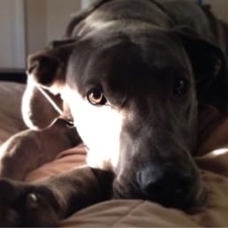 Our Great Dane loves vacationing himself at Auburn Kennels