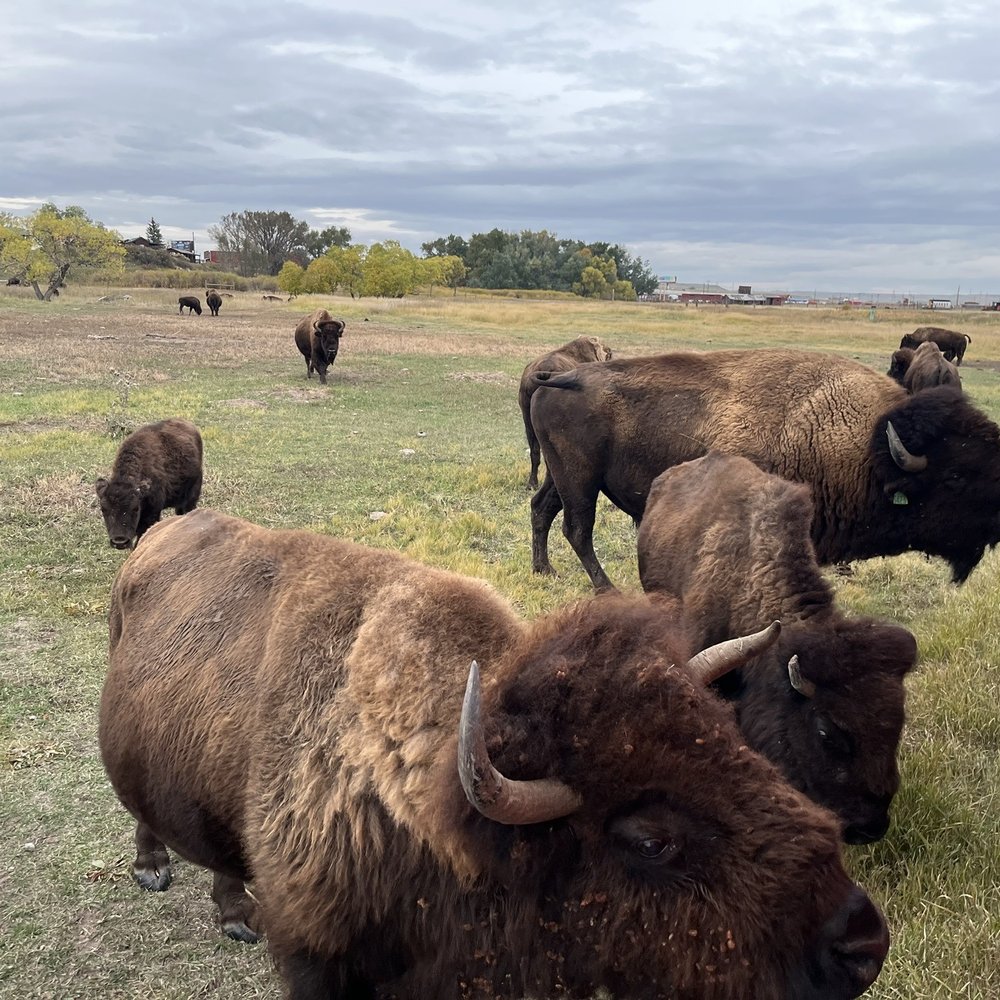 Feed the bison