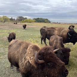 Feed the bison Feed the bison