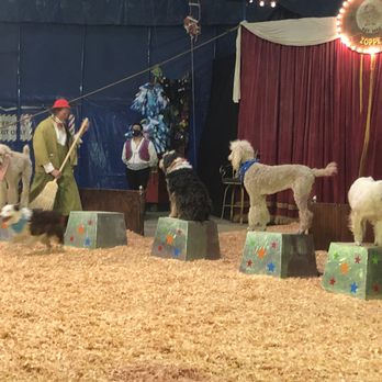 Zoppe Circus - Festivals Near Me