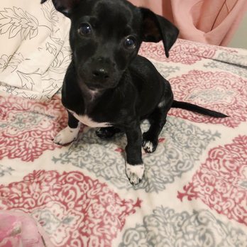 Wrigleyville Veterinary Center - Bruno! - Veterinarians Near Me - Chicago, Illinois Wrigleyville Veterinary Center - Bruno! - Veterinarians Near Me - Chicago, Illinois