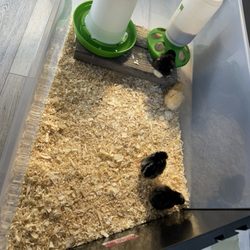 Linda's Feed & Supplies - Baby chicks healthy and enjoying life; Linda's made it happen :)