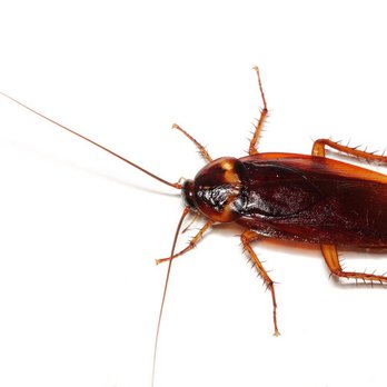 Reliant Pest & Wildlife - Winter pests need a new home! - Pest Control Near Me - Cary, North Carolina Reliant Pest & Wildlife - Winter pests need a new home! - Pest Control Near Me - Cary, North Carolina