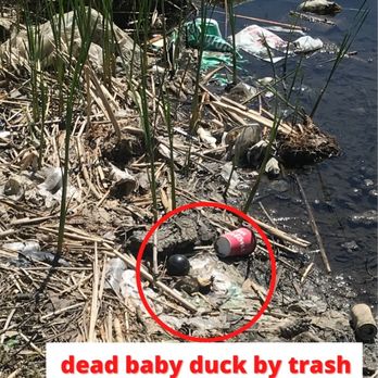Trillium Place - dead duck by trash in Trillium Brookdale pond - Dublin, Ohio Trillium Place - dead duck by trash in Trillium Brookdale pond - Dublin, Ohio