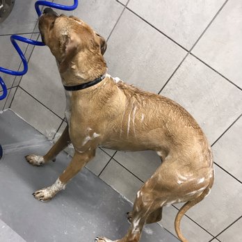 Pet Supplies Plus Nottingham - Molly tethered to wall - Pet Stores Near Me - Nottingham, Maryland