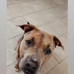 Expawlibur Pet Grooming - Petey after!