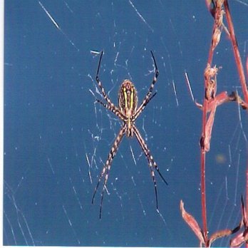 Wells Pest Control - Pest Control Near Me - Lancaster, Ohio