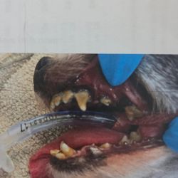 Companion Care Veterinary Clinic