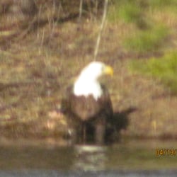 Red Pine Campground - Eagle along ponds shore