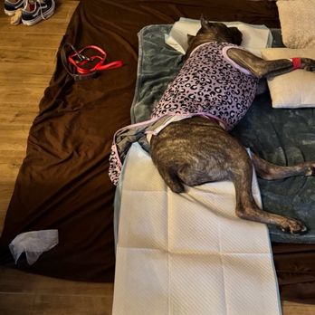 Rose City Veterinary Hospital - Roxy recovering after second surgery!!! - Veterinarians Near Me - Pasadena, California