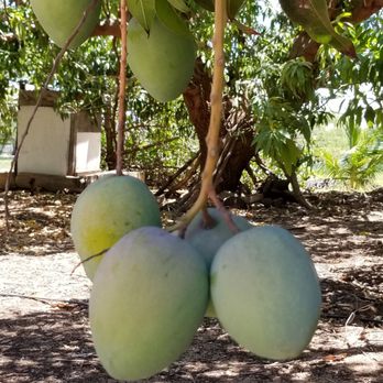 Yee's Orchard & Fruit Stand - Mango. - Farmers Market Near Me - Kihei, Hawaii Yee's Orchard & Fruit Stand - Mango. - Farmers Market Near Me - Kihei, Hawaii