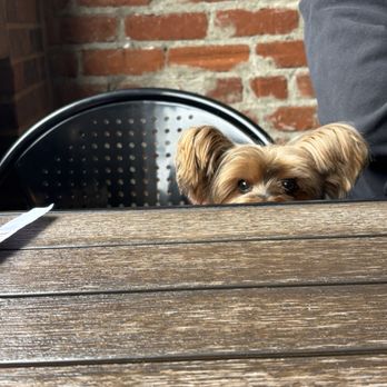 Mikomi Sushi Monrovia - Dog - Sushi Bars Near Me - Monrovia, California Mikomi Sushi Monrovia - Dog - Sushi Bars Near Me - Monrovia, California