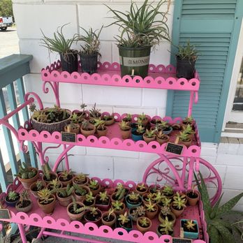 The Humble Native - Succulents - Cafes Near Me - Wildwood, Florida The Humble Native - Succulents - Cafes Near Me - Wildwood, Florida