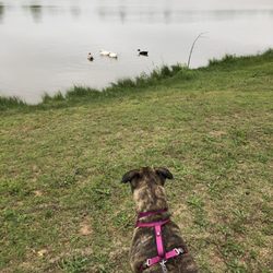 Dolese Youth Park - Lots of ducks
