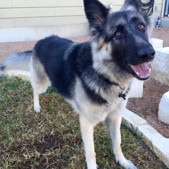 Prickly Pear Pet Care, LLC - Dog Walkers Near Me Prickly Pear Pet Care, LLC - Dog Walkers Near Me