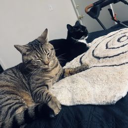King & Ace feeling good after nails cut. King & Ace feeling good after nails cut.