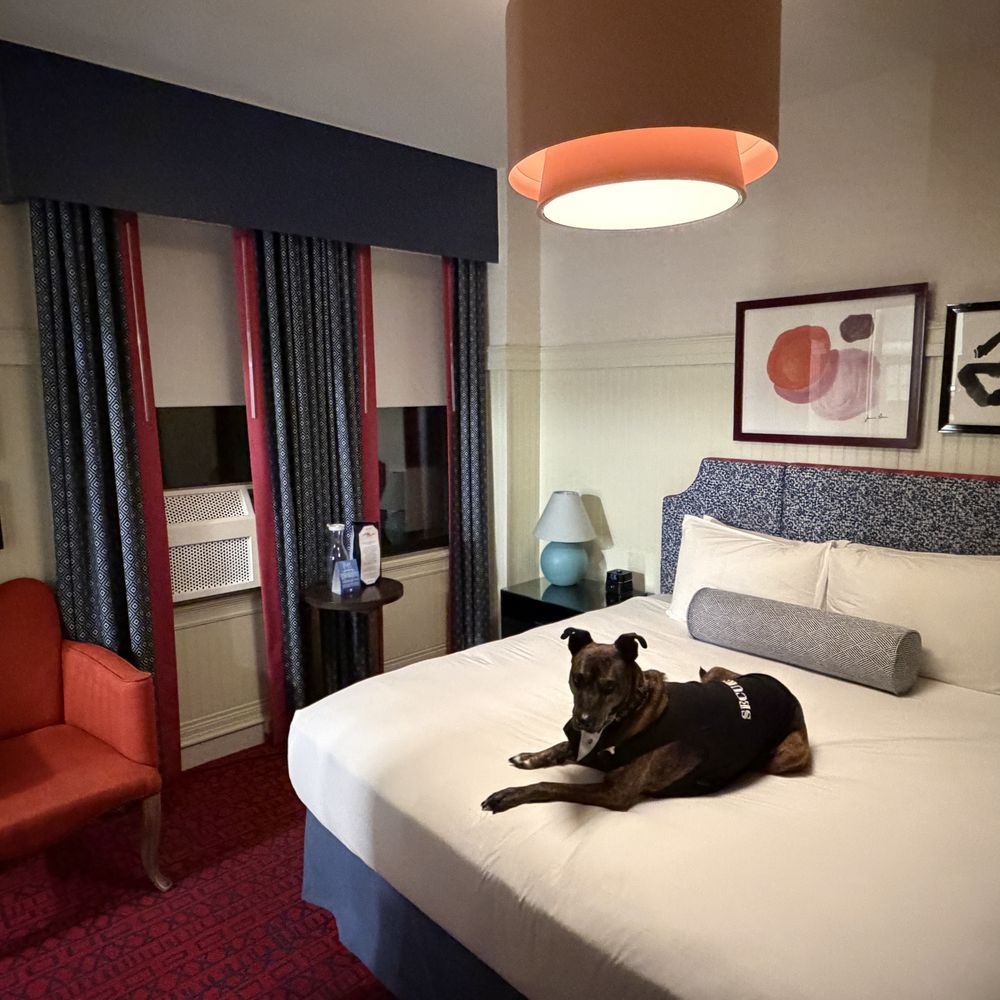 Hotel Triton - Oops, I only let her on the bed once for the photo! Comfy bed. - Hotels Near Me - San Francisco, California Hotel Triton - Oops, I only let her on the bed once for the photo! Comfy bed. - Hotels Near Me - San Francisco, California