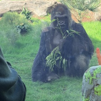 San Antonio Zoo - Zoos Near Me - San Antonio, Texas