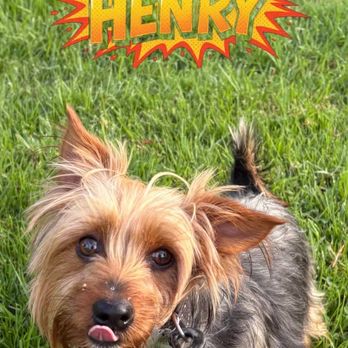OC Paw House - Pet Sitting Near Me OC Paw House - Pet Sitting Near Me