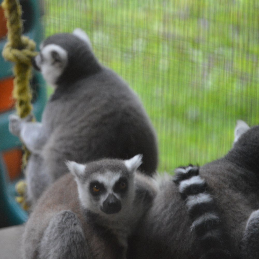 The Outback Kangaroo Farm - Ring tailed Lemurs - Zoos Near Me - Arlington, Washington The Outback Kangaroo Farm - Ring tailed Lemurs - Zoos Near Me - Arlington, Washington