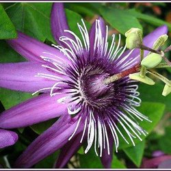 Passiflora Landscape & Design