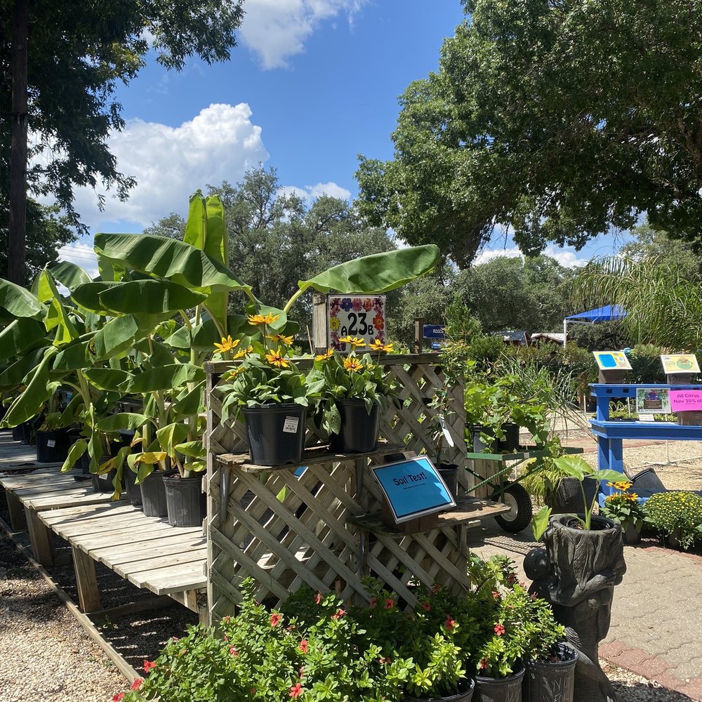 Banana plants